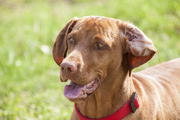 Hungarian Vizsla Tongue Out