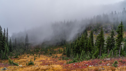 Autumn forest in the mountains shrouded in mist, HEATHER-MAPLE PASS LOOP TRAIL, Washington state