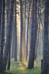 Dawn in forest