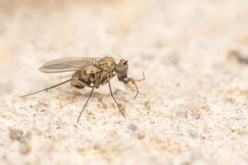 Macro photo of a Dolichopodidae fly, insect, close up

