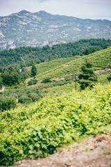 Fototapeta na wymiar Green grapes leaves in sunny vineyard