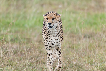 cheetah © Herbert