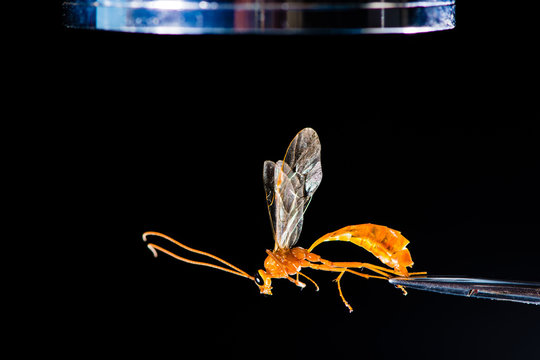 Entomological equipment with wasp. A microscope and forceps used during examination of Ophion luteus, an Ichneumon wasp

