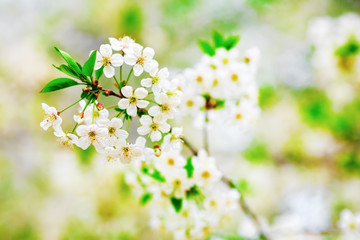 Blossoming tree. Cherry flowers background. Sunny spring day. Shallow depth of field. Selective focus.