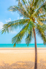 Fototapeta na wymiar Beautiful palm tree on the beach