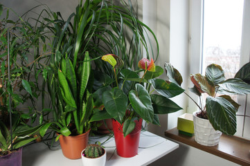 Mix of houseplants in the white room
