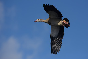 Egyptian Goose, Alopochen aegyptiaca 
