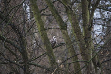 Young common buzzard sitting at the tree in early Spring, Magdeb