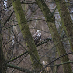Young common buzzard sitting at the tree in early Spring, Magdeb