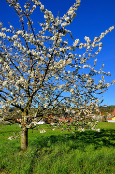 Bl&uuml;hender Kirschbaum vor blauem Himmel