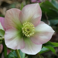 Hellebore - Helleborus