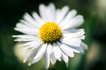 Fototapeta premium Daisy flower close up