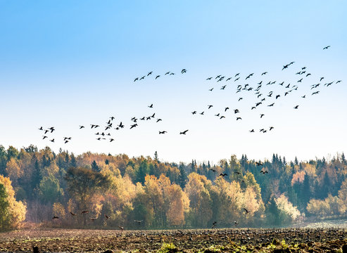 Canadian Geese migration