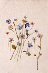 Dried pressed flowers on textured paper