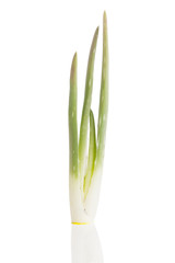aloe vera plant isolated on white