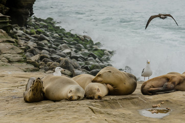 Young Sea Lions Sleeping on Rocks