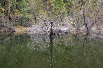 Some beautiful scene of the famous Mirror Lake of Yosemite