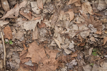 leaves background