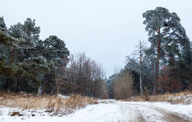 Dirt road in the winter forest