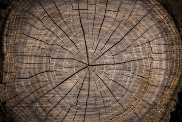  scratched wood texture with cracks. Wood texture