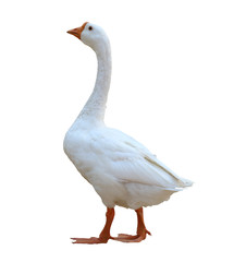 White goose isolated on white background