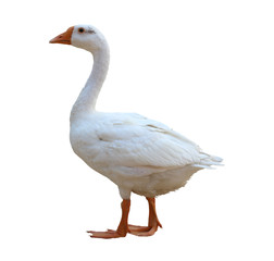 White goose isolated on white background
