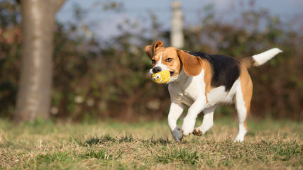 Dog running with a toy in her mouth