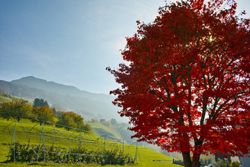 Naklejka premium Amazing red Autumn tree near mount Rigi, Alps, Switzerland