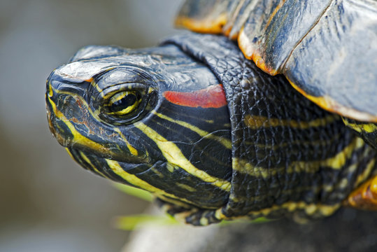 Head detail of wild turtle