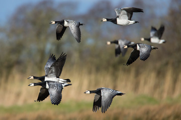 Barnacle Geese in Flight