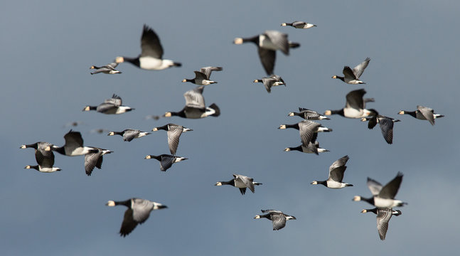 Barnacle Geese in Flight