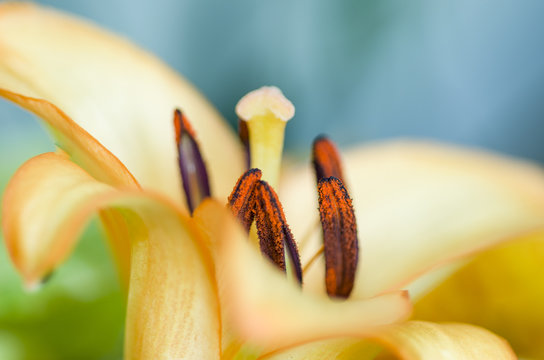 Detail of lilly , pistil and stamens