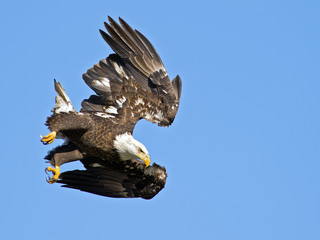 Bald Eagle Diving