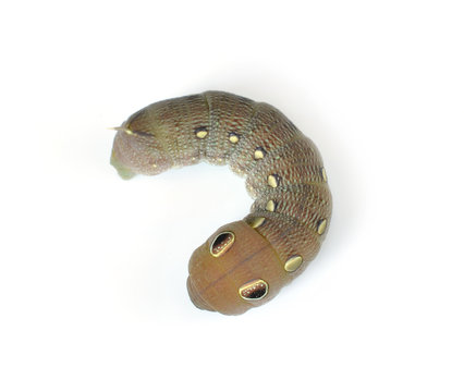 Caterpillars isolated on white