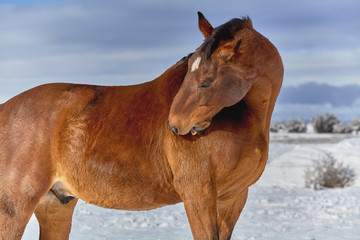 Brown Horse scratching himself with his Teeth
