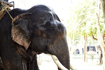 elephant drinking