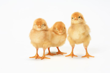 3羽のヒヨコ © Tsuboya