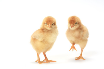 2羽のヒヨコ © Tsuboya