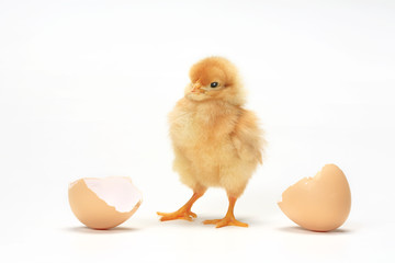 ひよこ誕生 © Tsuboya