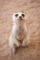 Fototapeta premium Inquisitive Meerkat in the Kalahari.