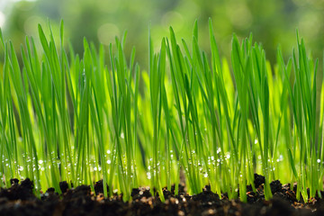 Fresh green wheat grass organic with drop dew growing in nature