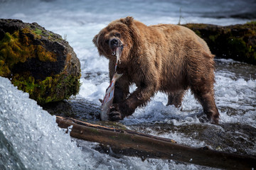 A brown bear sow enjoys a meal of salmon at the base of Brooks Falls.