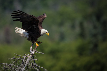 Naklejka premium Bald Eagle - A bald eagle lands in a tree above Brooks Falls, Katmai National Park