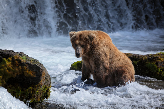 A brown bear sow waits for a passing salmon at the base of Brooks Falls.