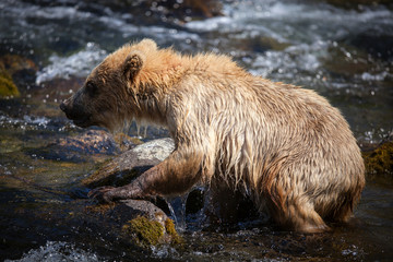 A yearling brown bear cub clamors over rocks in the Riffles along Brooks River. © Amanda Mortimer