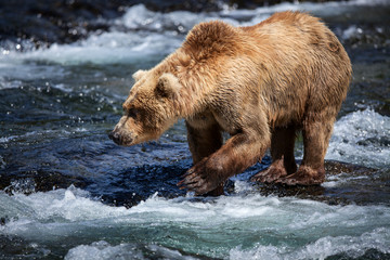 An Alaskan brown searches for salmon in the riffles of Brooks River.