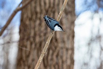 The white-breasted nuthatch is a small songbird of the nuthatch family which breeds in old-growth woodland across much of North America. It is a stocky bird, a large head, short tail, powerful bill