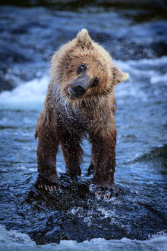 A young brown bear shakes off the water after fishing amoung the Riffles in Brooks Falls.