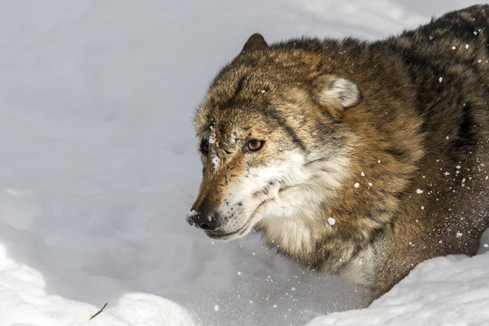Lupo tra la neve della foresta