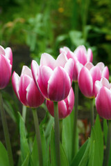 Pink Tulips Macro Wallpaper
